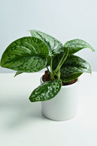 Indoor Plant White Ceramic Pot Scindapsus pictus Scindapsus pictus