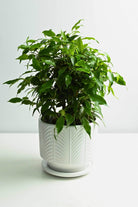 Indoor Plant White Ceramic Pot / Small 15-25 cms Weeping Fig Weeping Fig