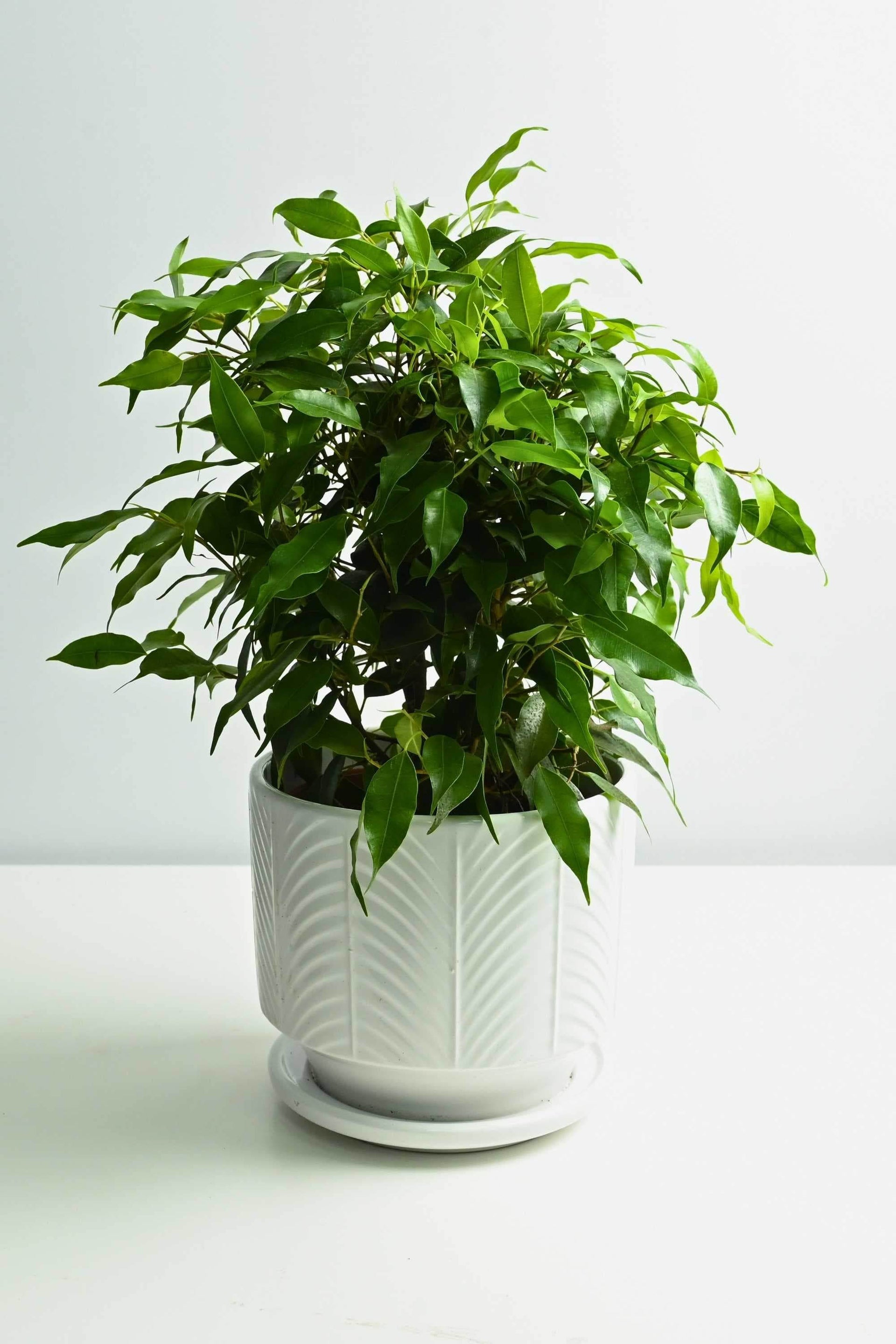 jade plant soft leaves Jade Plant | Friendship Tree