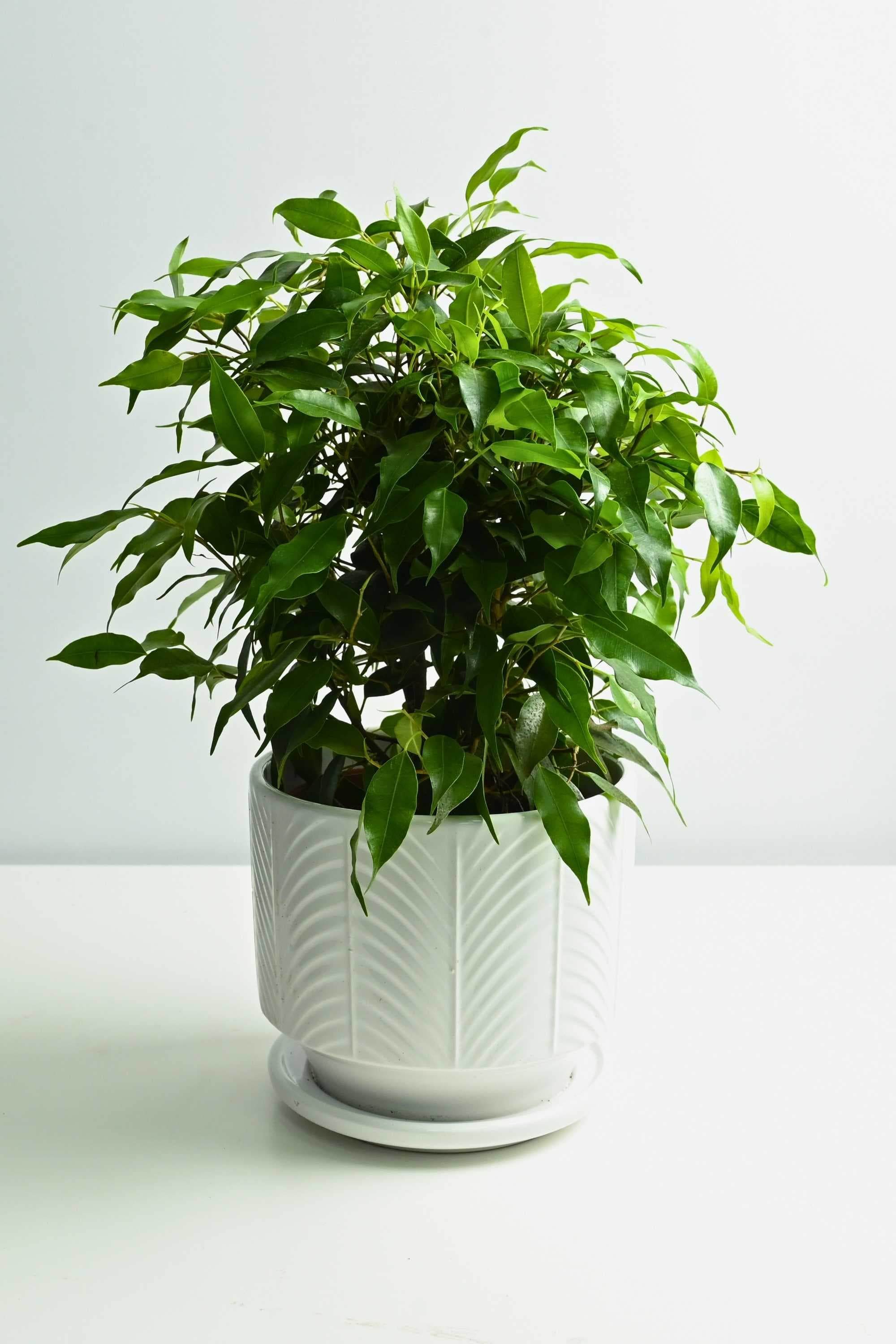 Indoor Plant White Ceramic Pot / Small 15-25 cms Weeping Fig Weeping Fig