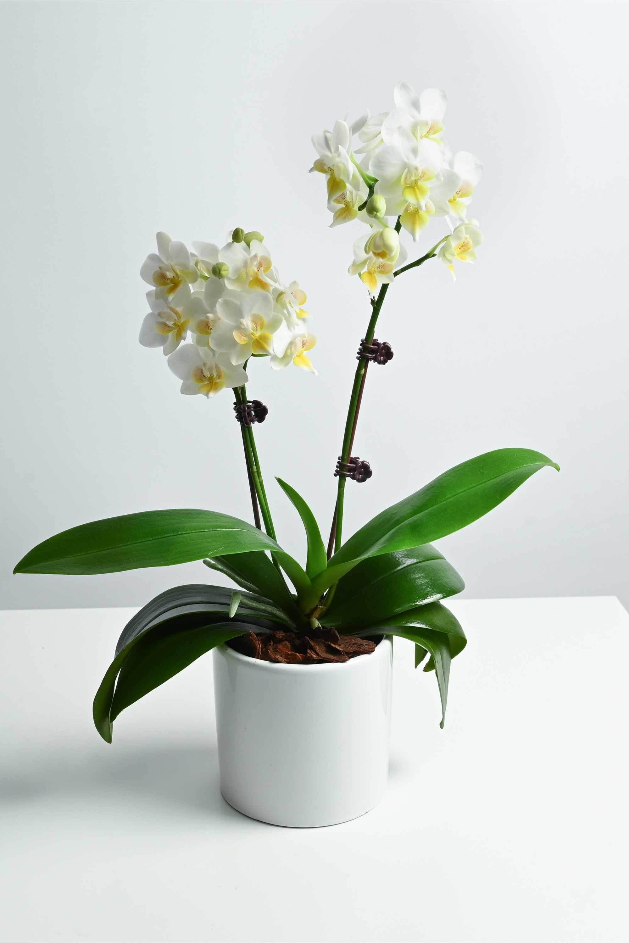 Indoor Plant White Phalaenopsis Dwarf - Double Phalaenopsis Dwarf - Double