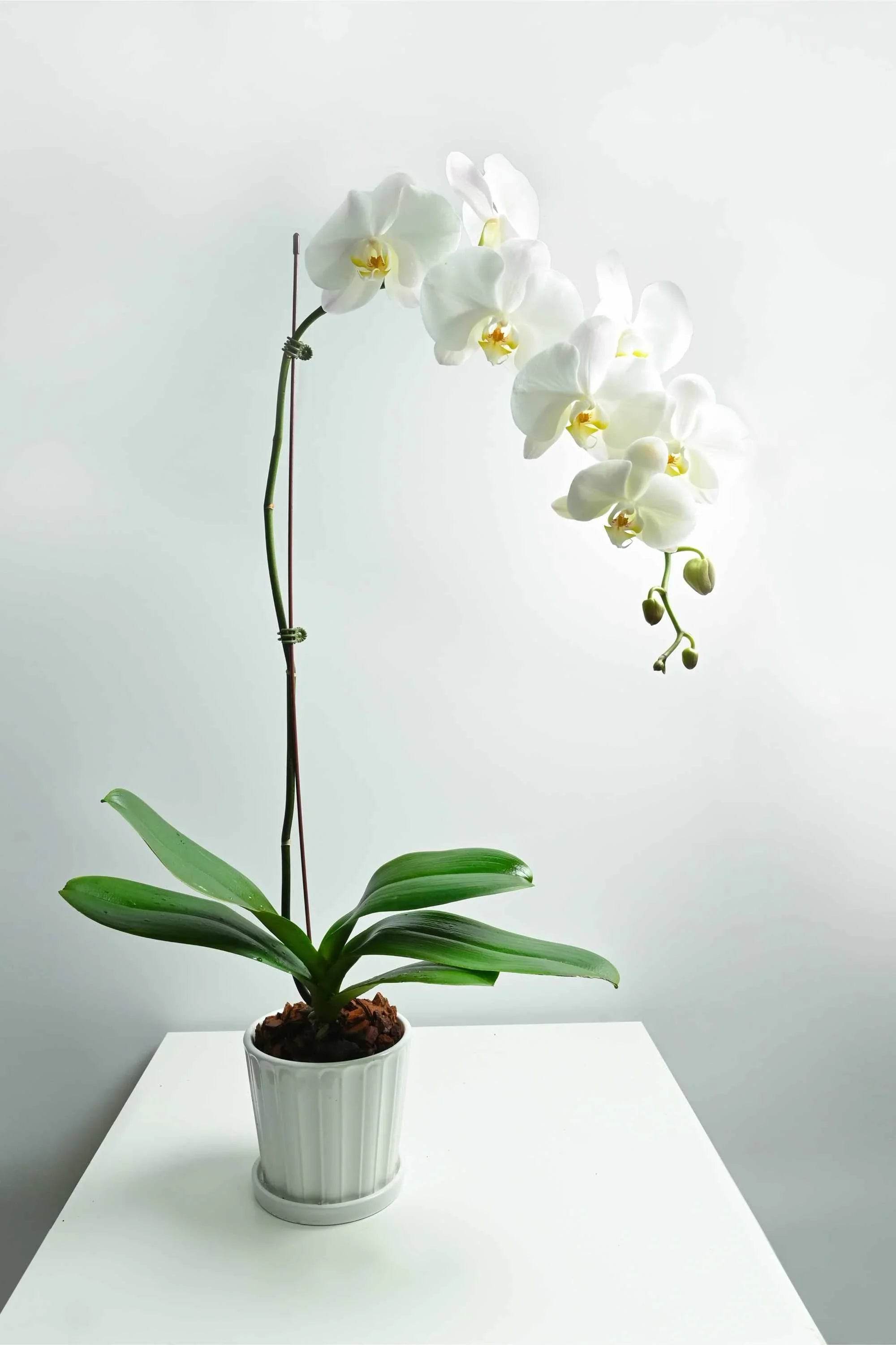 Indoor Plant White Phalaenopsis Single Stem Phalaenopsis Single Stem