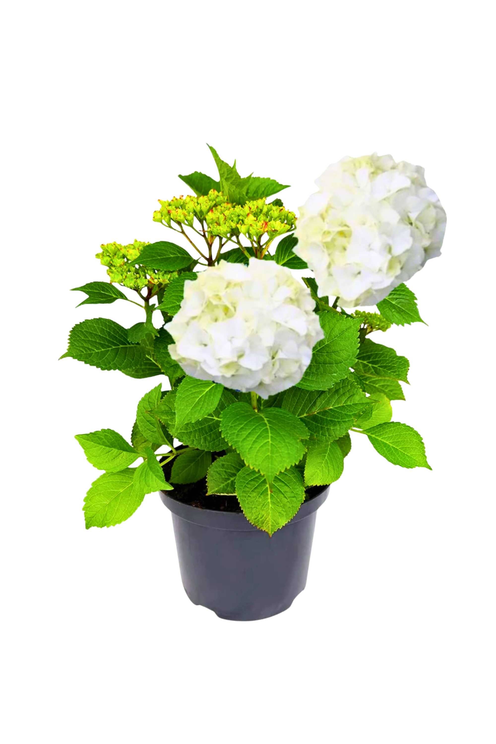 Indoor Plant White / Small 30 x 35 cms Hydrangea macrophylla Hydrangea macrophylla