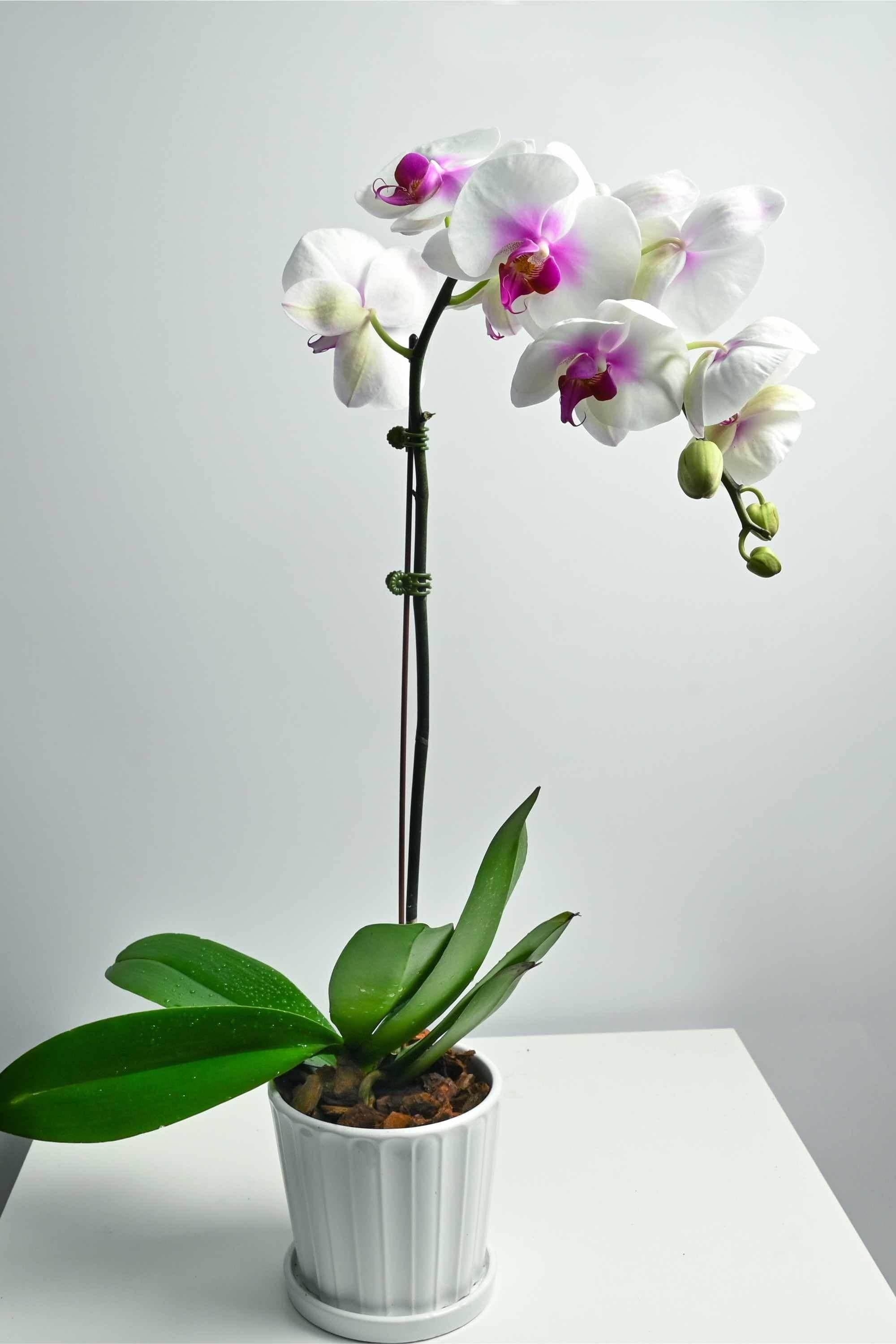 Indoor Plant White With Pink Spot Phalaenopsis Single Stem Phalaenopsis Single Stem