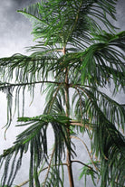 Indoor Plant X Large 200-250 cms Araucaria Araucaria