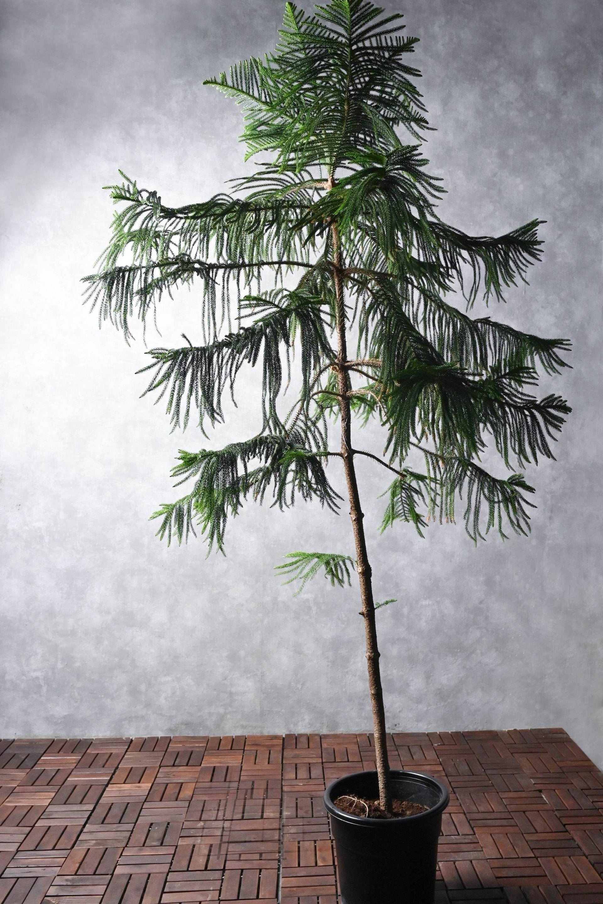 araucaria indoor plant Araucaria – Adplants