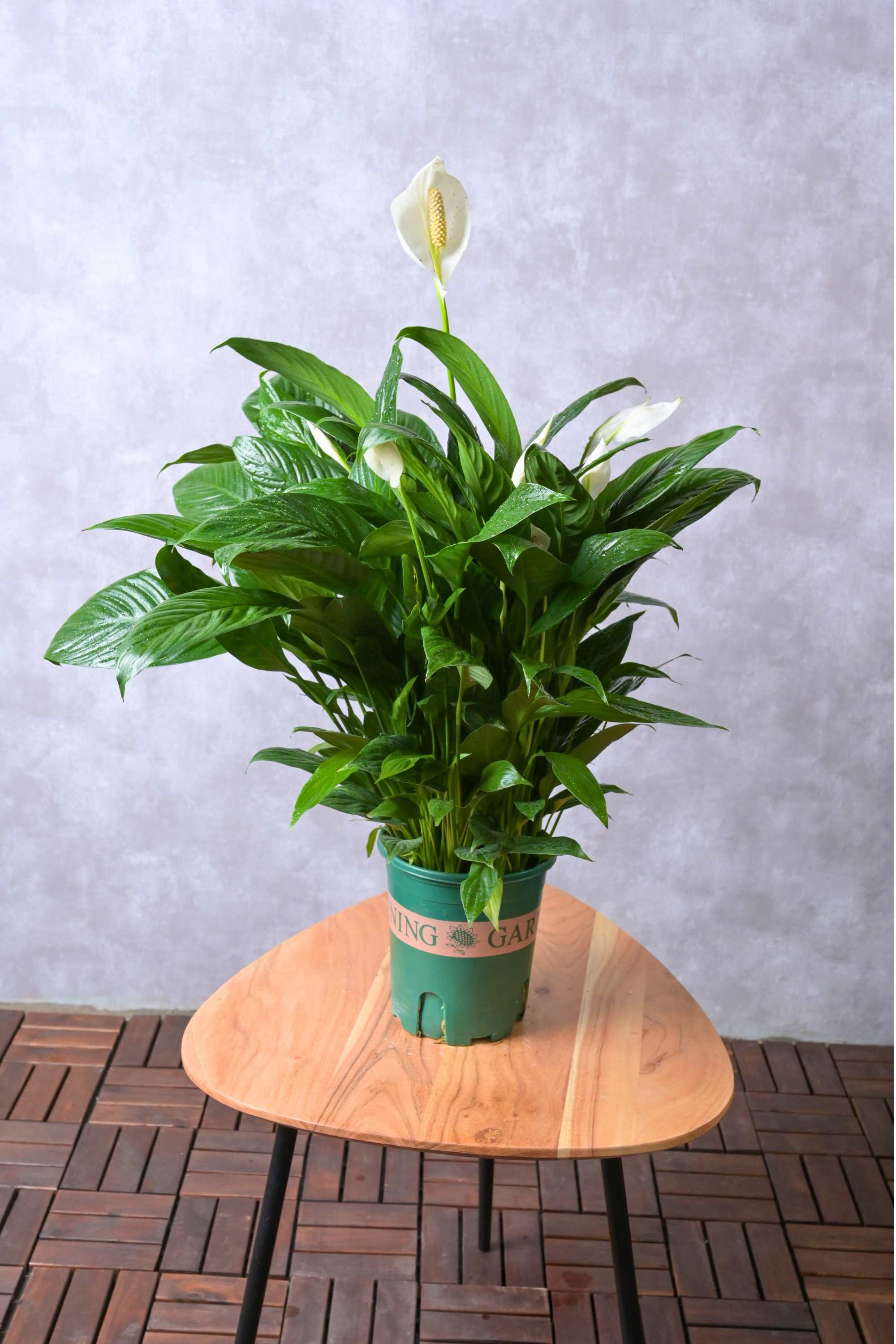 Indoor Plant X-Small (20 - 30 cms) / Default Plastic Peace Lily Peace Lily
