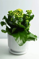 Indoor Plant Yellow / White Ceramic Kalanchoe spp. Kalanchoe spp.