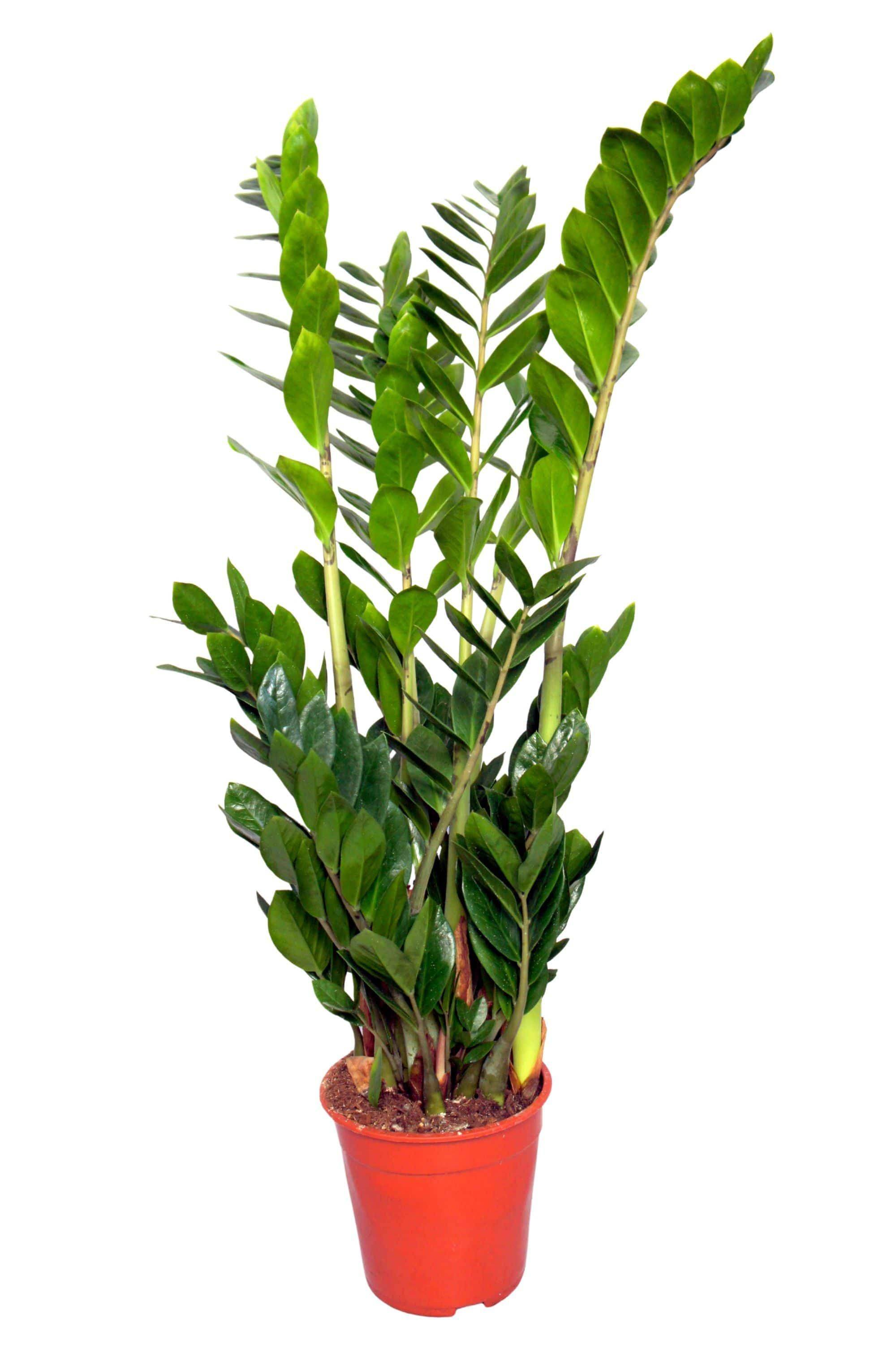 Indoor Plant Zamioculcas zamiifolia Zamioculcas zamiifolia