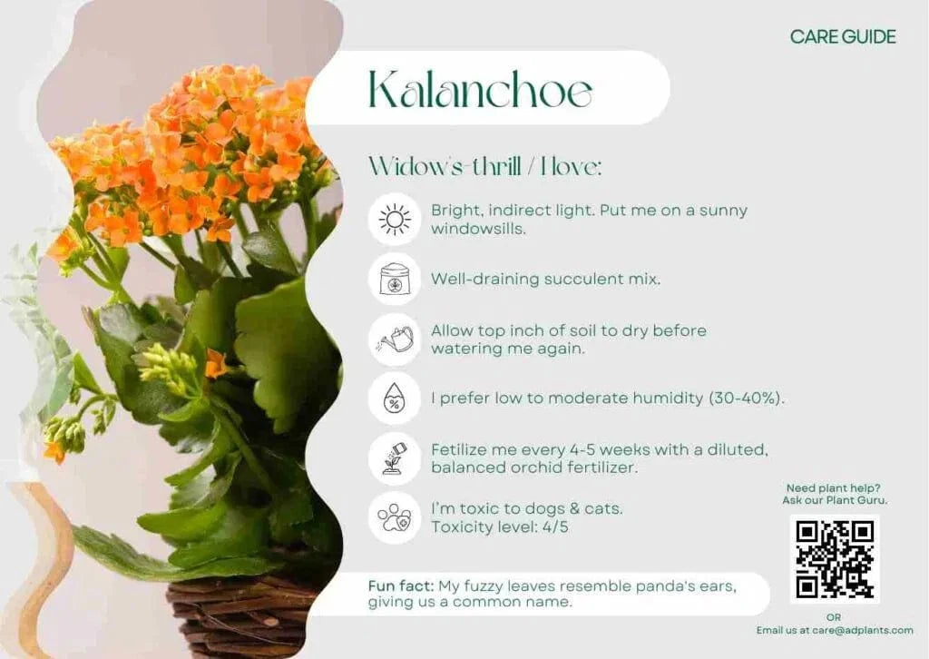 Kalanchoe Care Guide