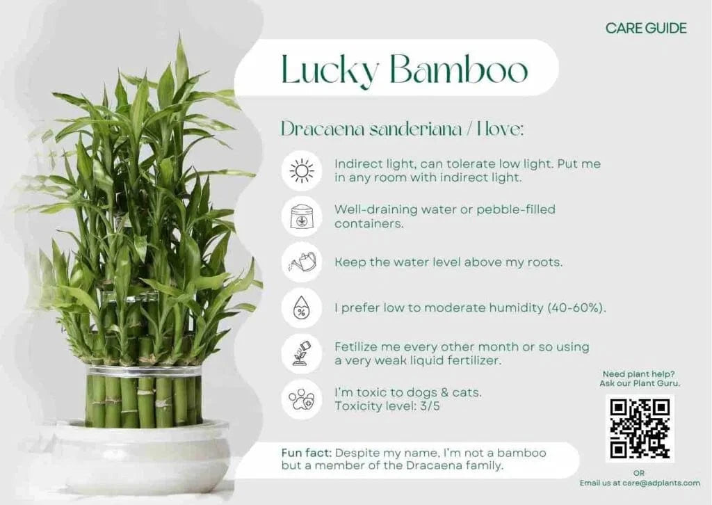Lucky Bamboo Care Guide
