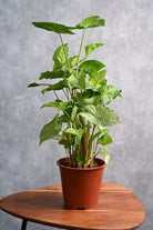 Medium 30-40 cms / Default Plastic Pot Syngonium podophyllum Syngonium podophyllum