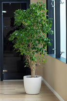 Outdoor Plant 1- 1.5 mtr Ficus Benjamina Outdoor Ficus Benjamina Outdoor