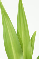 Outdoor Plant 1 mtr Canna Indica Canna Indica