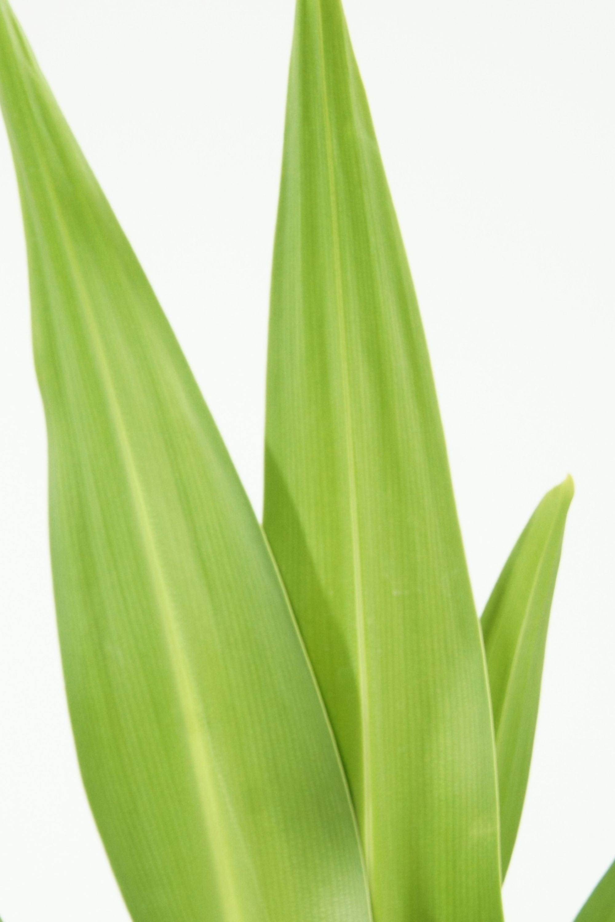 Outdoor Plant 1 mtr Canna Indica Canna Indica