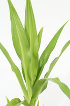 Outdoor Plant 1 mtr Canna Indica Canna Indica