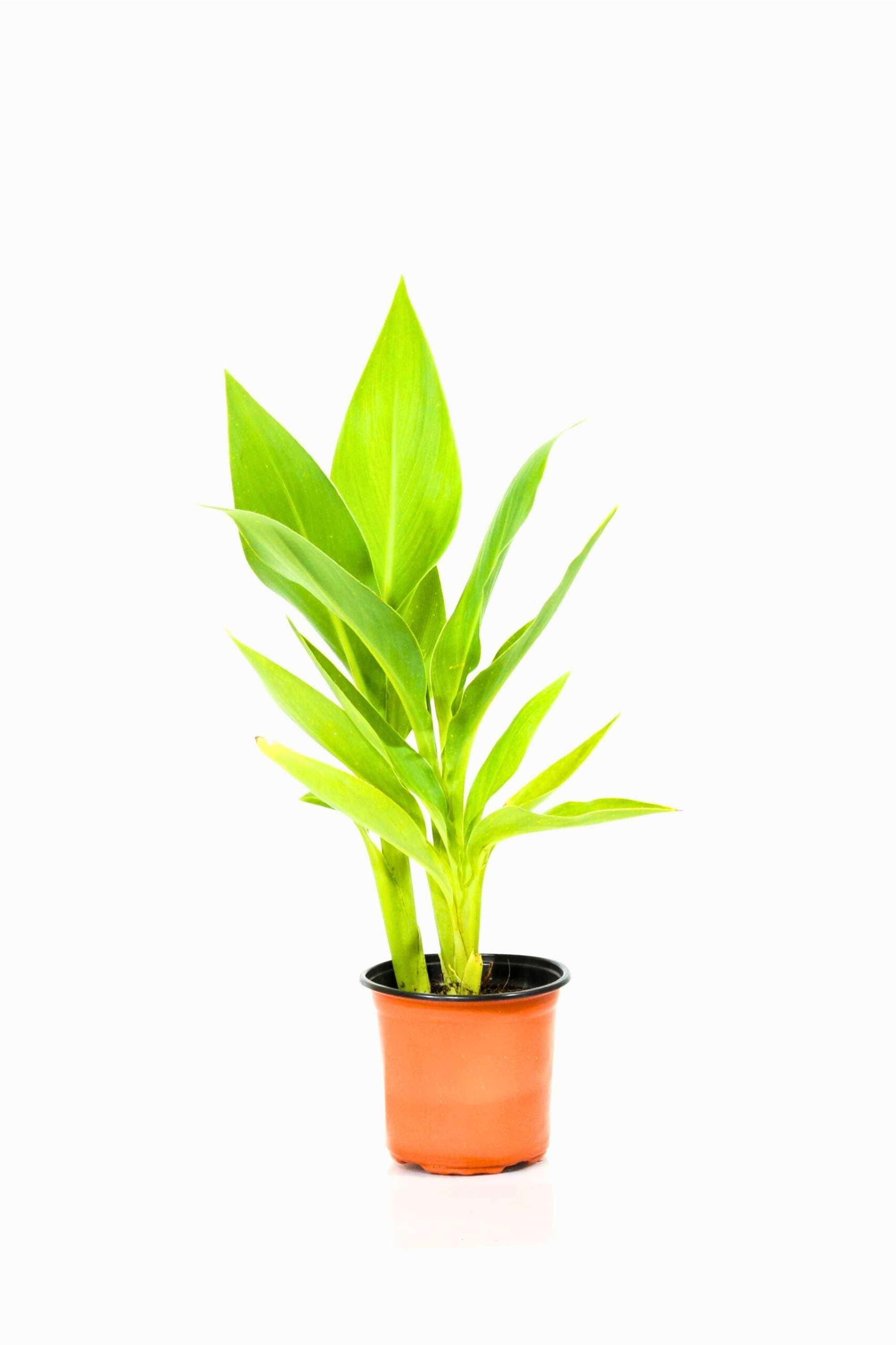 Outdoor Plant 1 mtr Canna Indica Canna Indica