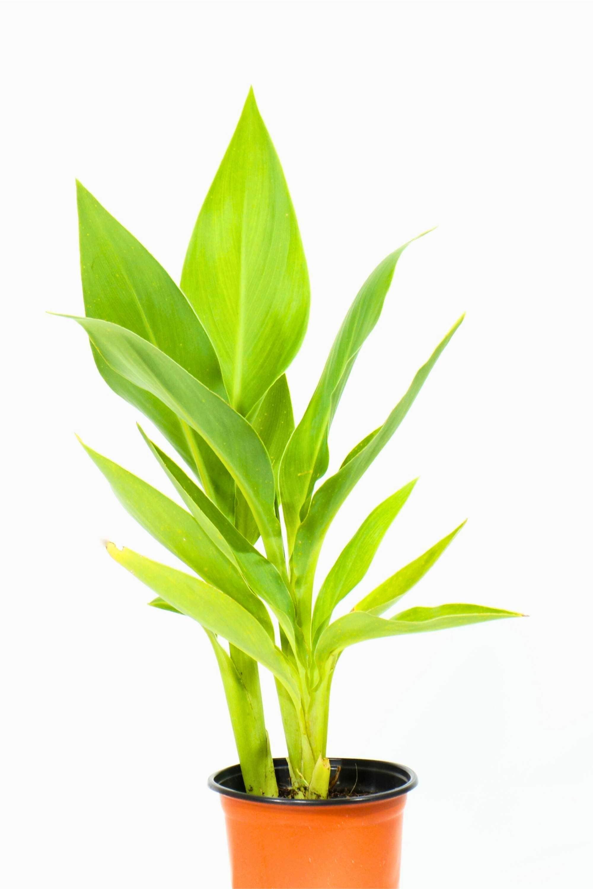 Outdoor Plant 1 mtr Canna Indica Canna Indica