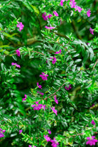 Outdoor Plant 10-15 cms Cuphea ignea Cuphea ignea
