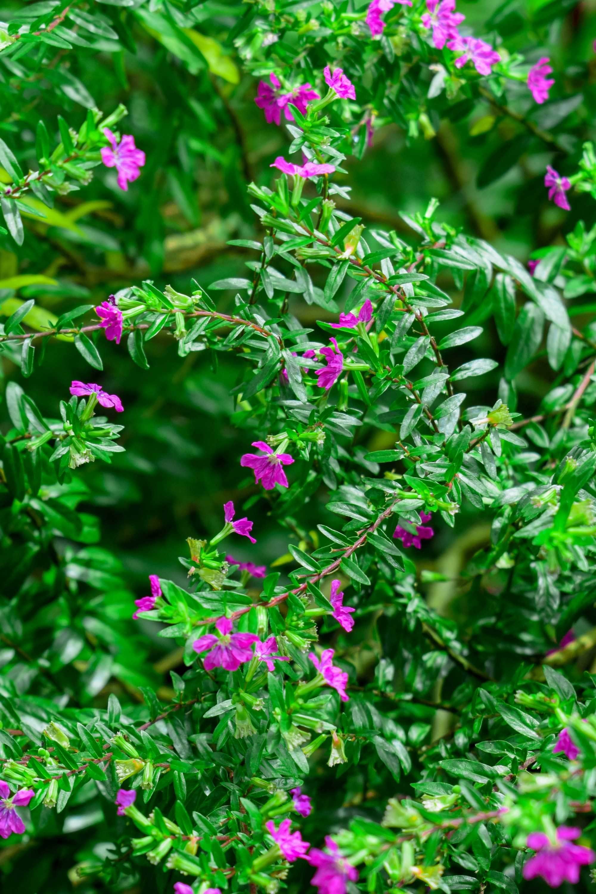 Outdoor Plant 10-15 cms Cuphea ignea Cuphea ignea