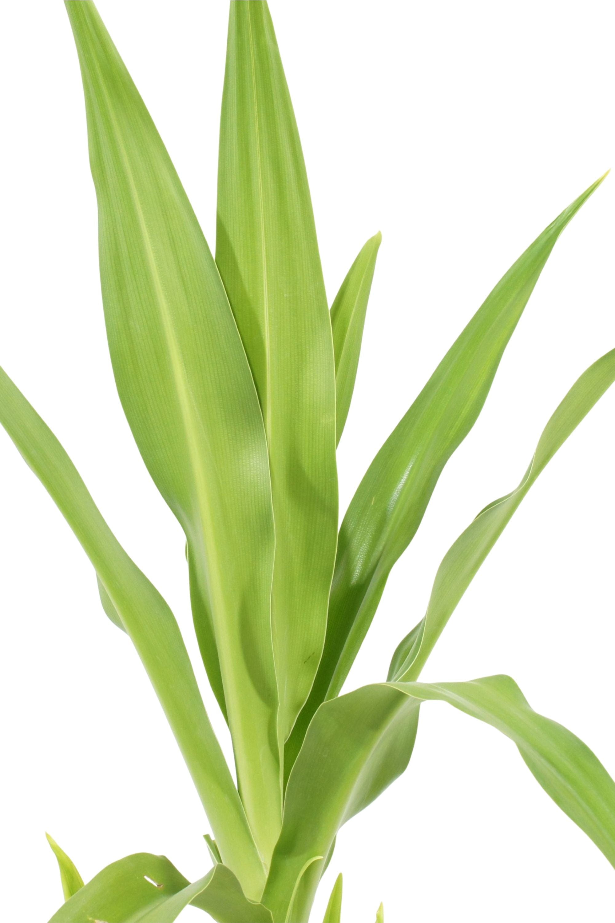 Outdoor Plant 100 -120 cms Crinum Asiaticum