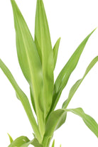 Outdoor Plant 100 -120 cms Crinum Asiaticum Crinum Asiaticum