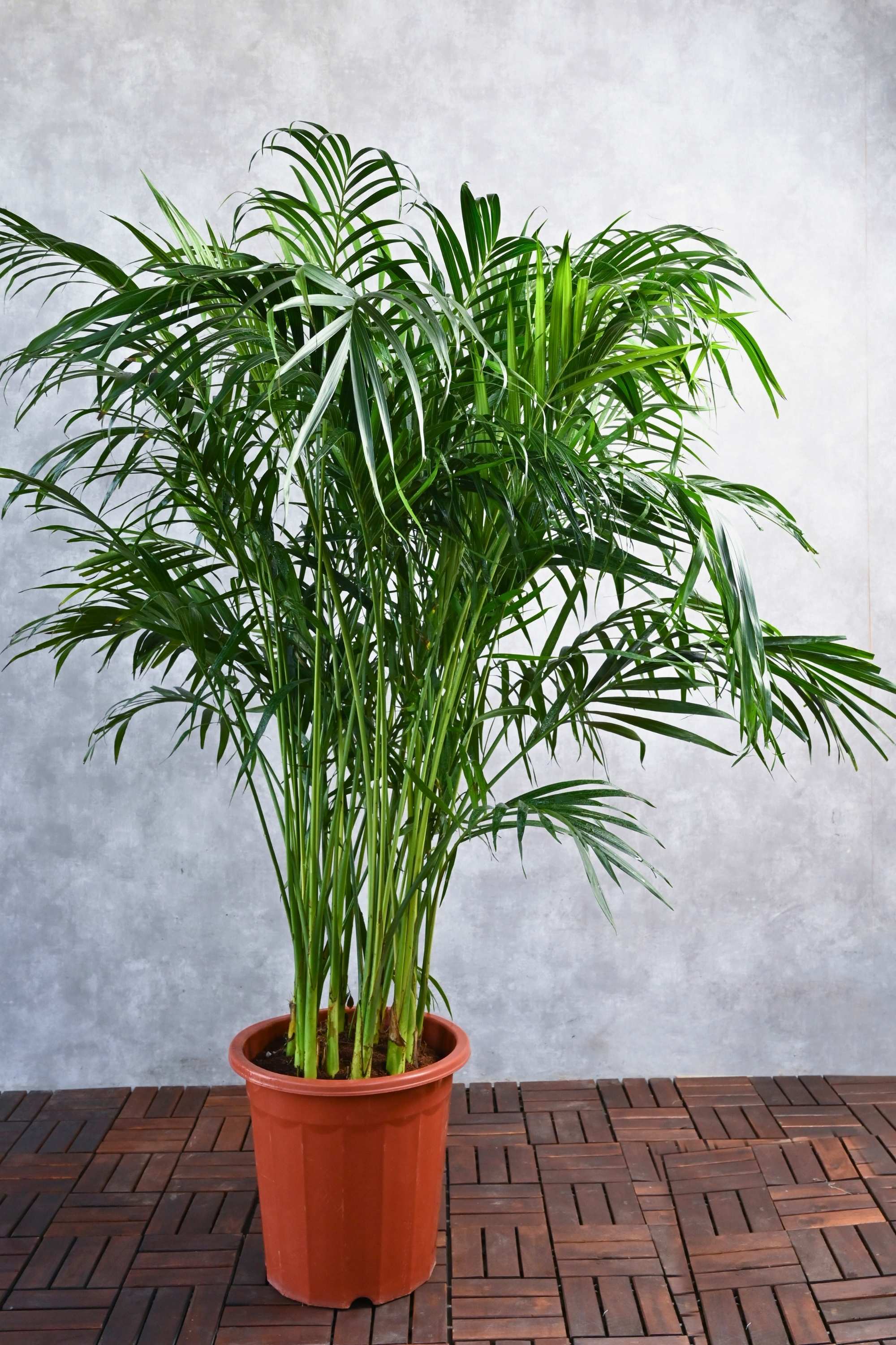 Outdoor Plant 100 cm Dypsis lutescens - Outdoor Dypsis lutescens - Outdoor