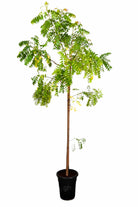 Outdoor Plant 2 meter Azadirachta indica Azadirachta indica