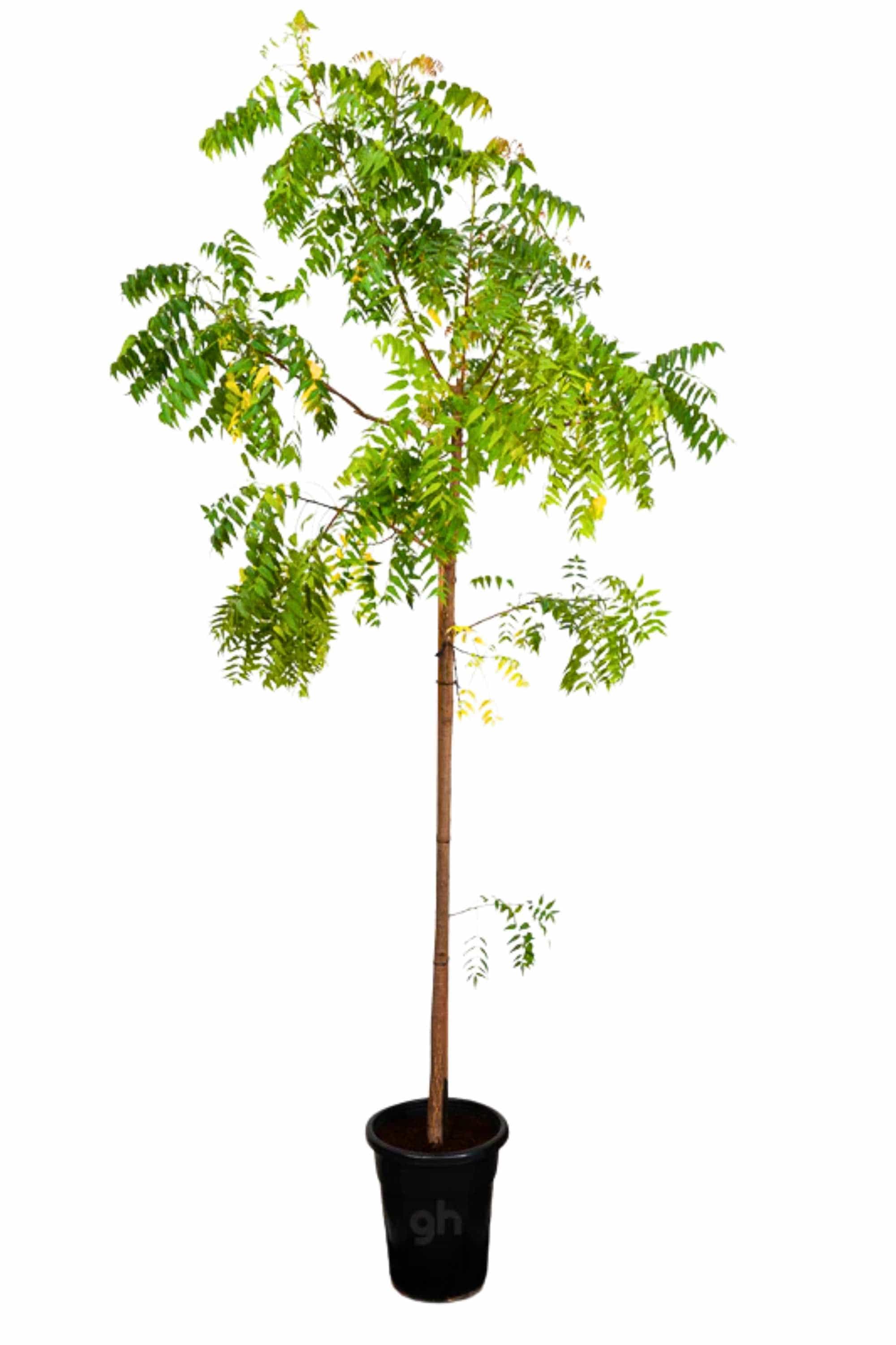 Outdoor Plant 2 meter Azadirachta indica Azadirachta indica