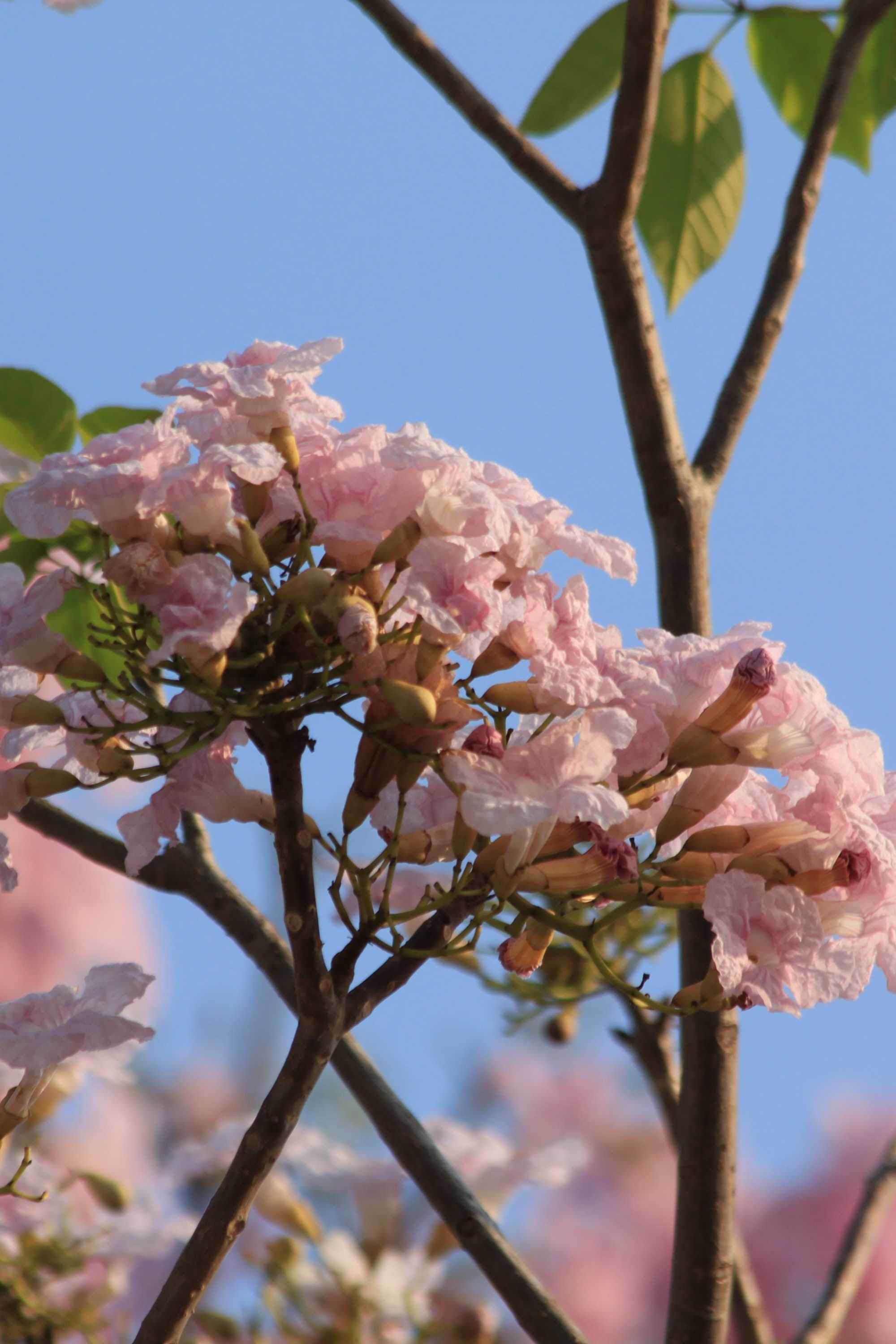 Outdoor Plant 2 Meter Tabebuia Rosea Tabebuia Rosea