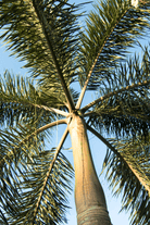 Outdoor Plant 2M Clear Trunk Wodyetia bifurcata Wodyetia bifurcata