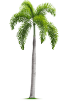 Outdoor Plant 2M Clear Trunk Wodyetia bifurcata Wodyetia bifurcata