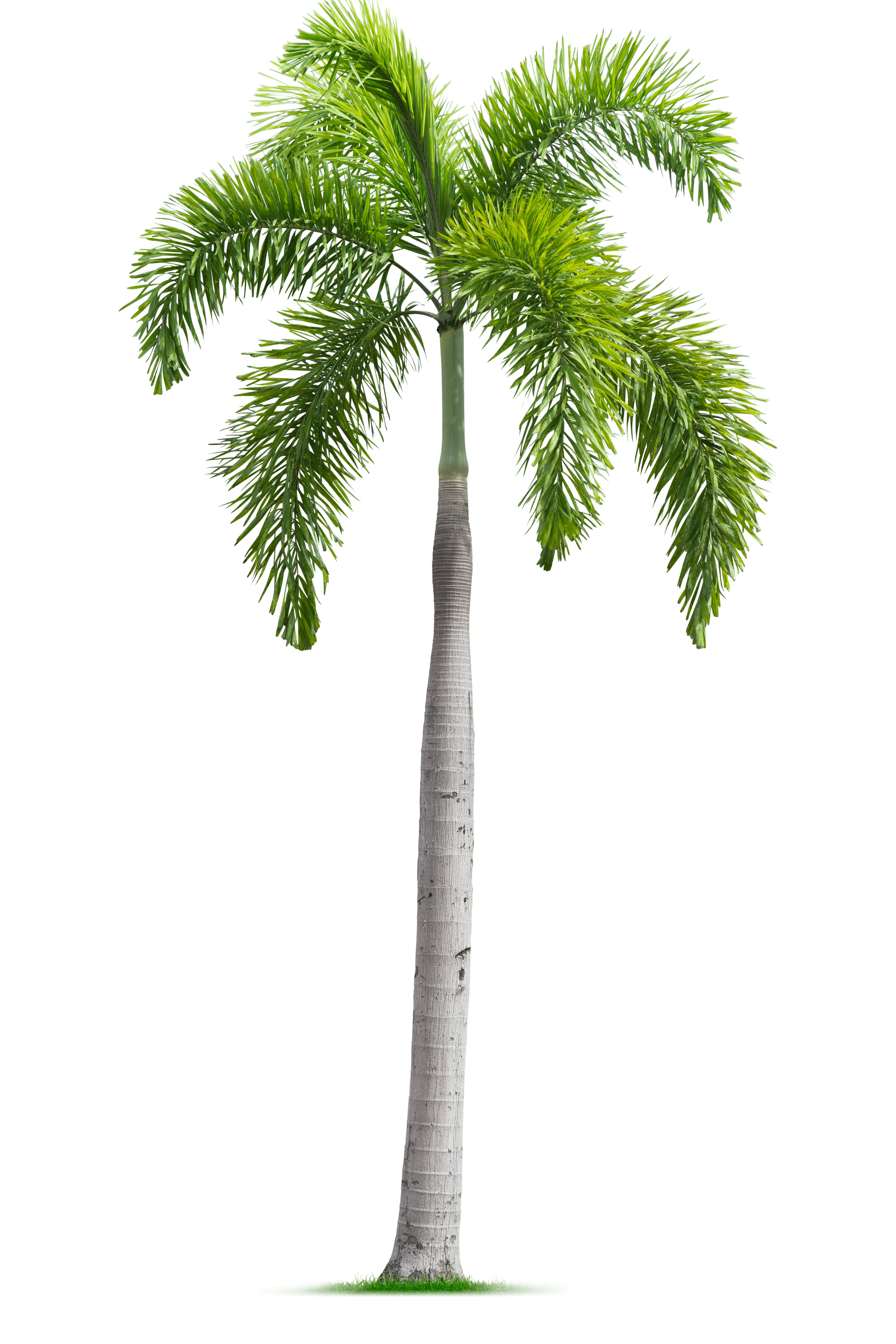 Outdoor Plant 2M Clear Trunk Wodyetia bifurcata Wodyetia bifurcata