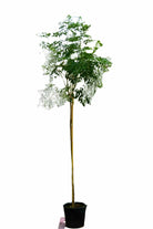 Outdoor Plant 3 Meter Millingtonia hortensis Millingtonia hortensis