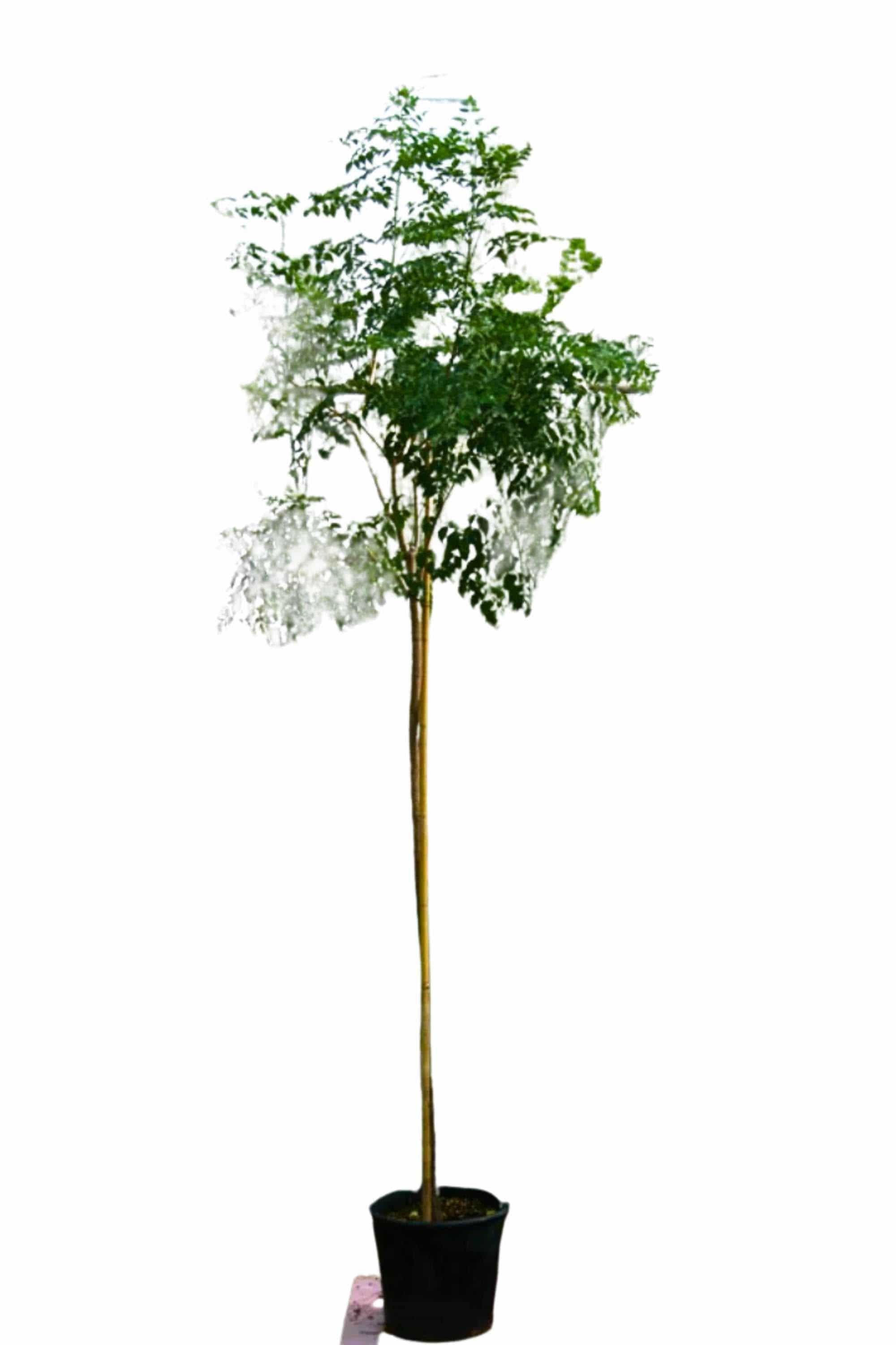Outdoor Plant 3 Meter Millingtonia hortensis Millingtonia hortensis
