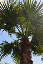 Outdoor Plant 3 mtr Washingtonia robusta Washingtonia robusta