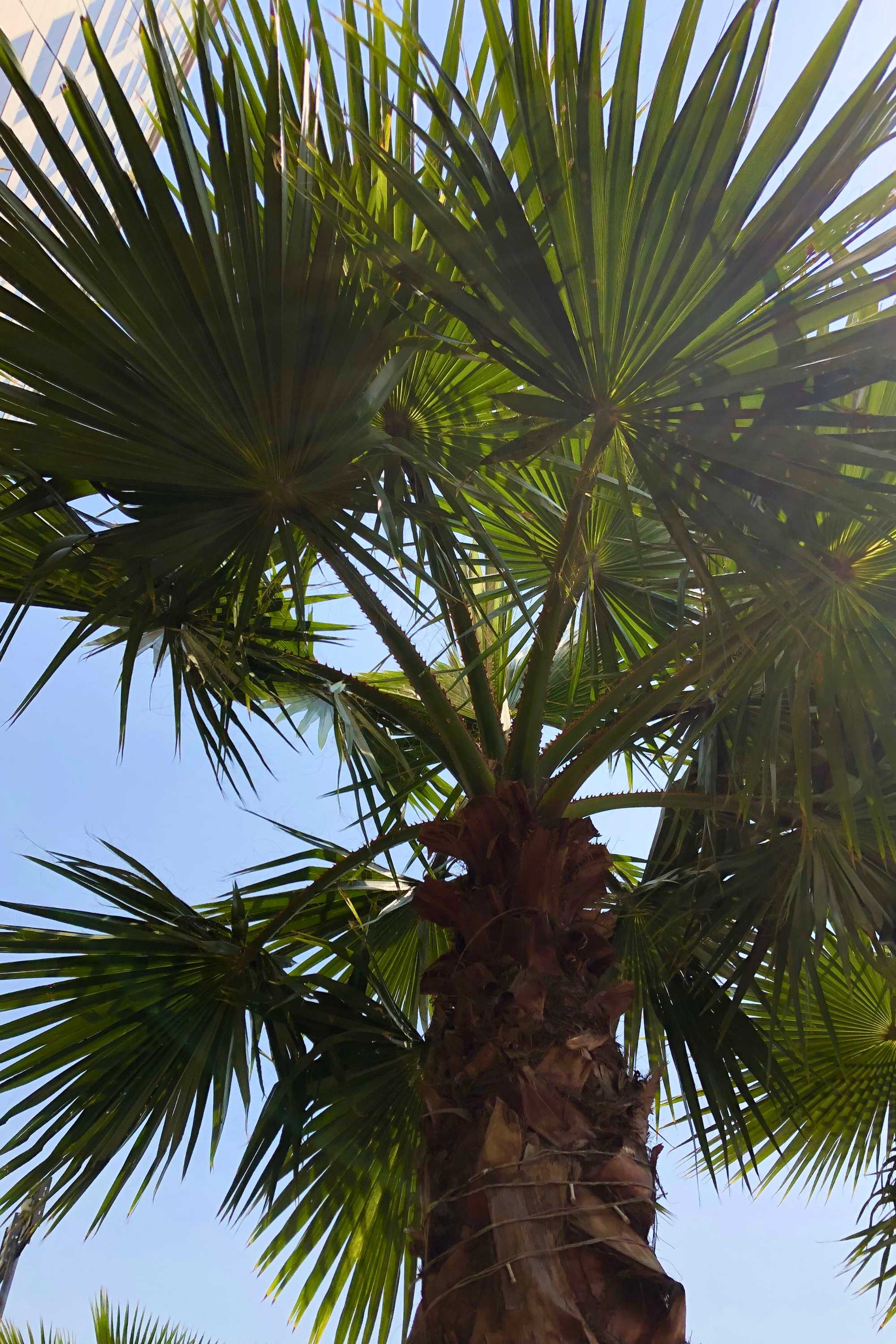 Outdoor Plant 3 mtr Washingtonia robusta Washingtonia robusta