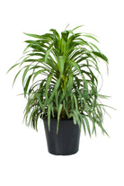 Outdoor Plant 40 -50 cm Yucca desmetiana Yucca desmetiana