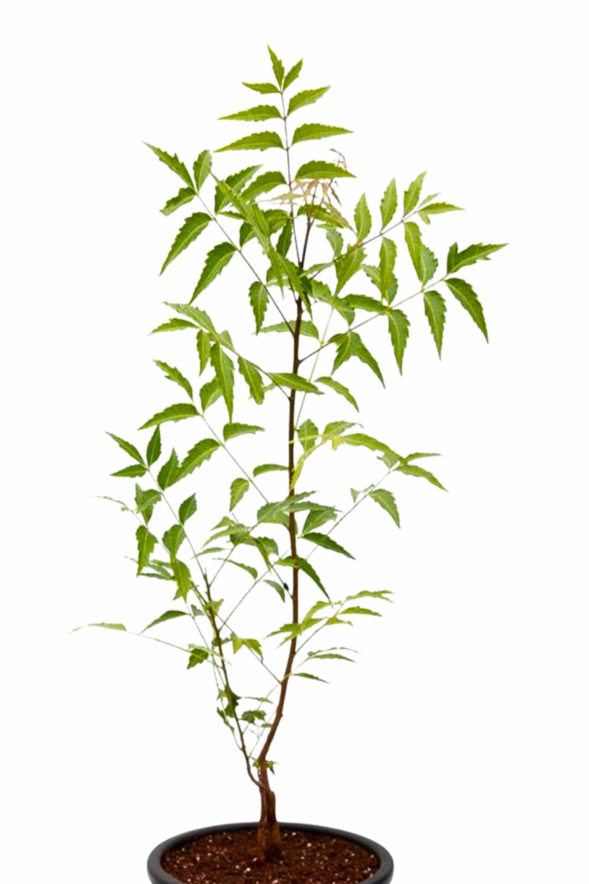 Azadirachta indica – Adplants