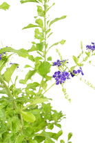 Outdoor Plant 40 -50 cms Duranta erecta Duranta erecta