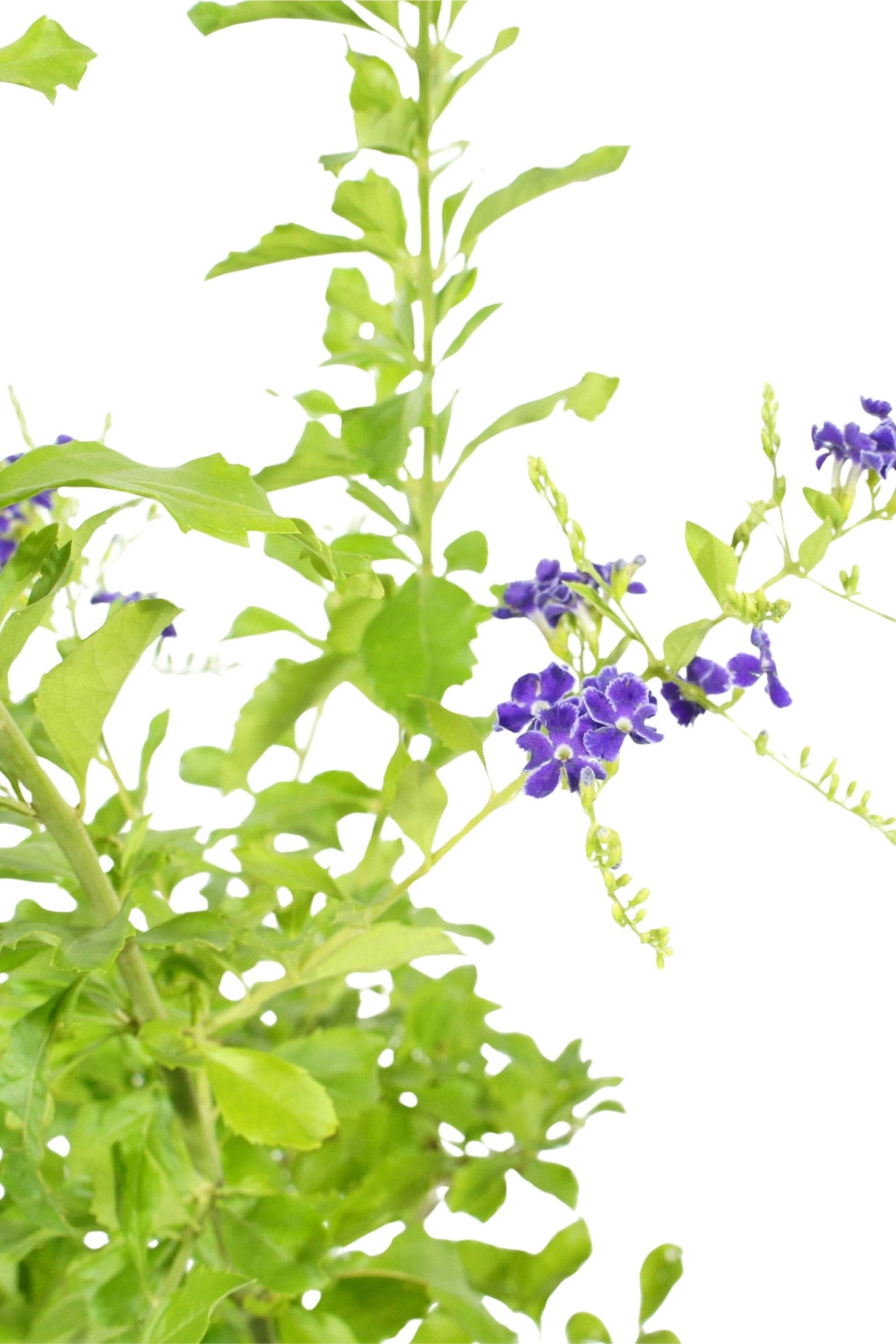 Duranta erecta – Adplants