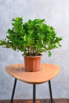 Outdoor Plant 40 - 55 cms Gardenia Jasminoides Outdoor Gardenia Jasminoides Outdoor