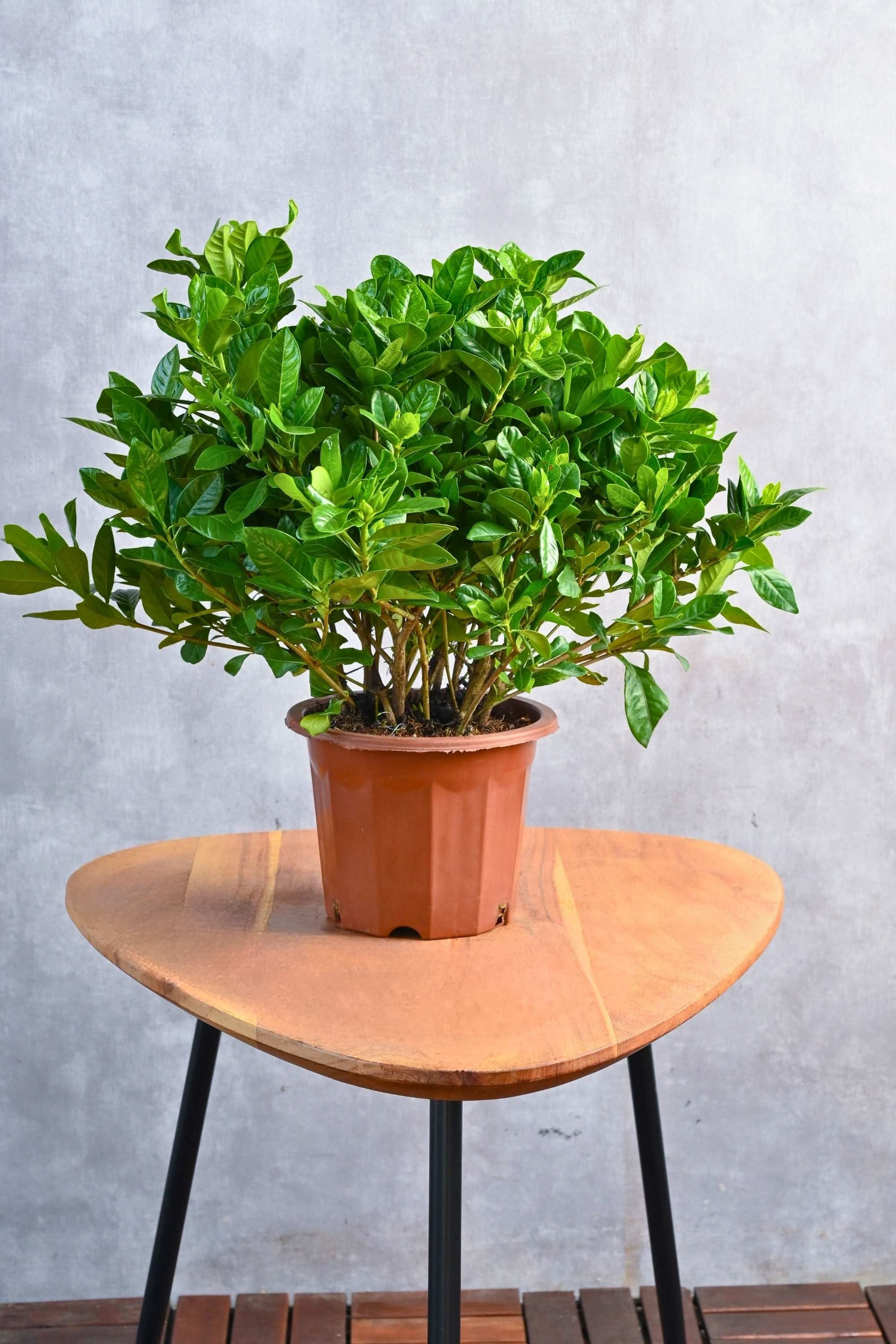 Outdoor Plant 40 - 55 cms Gardenia Jasminoides Outdoor Gardenia Jasminoides Outdoor