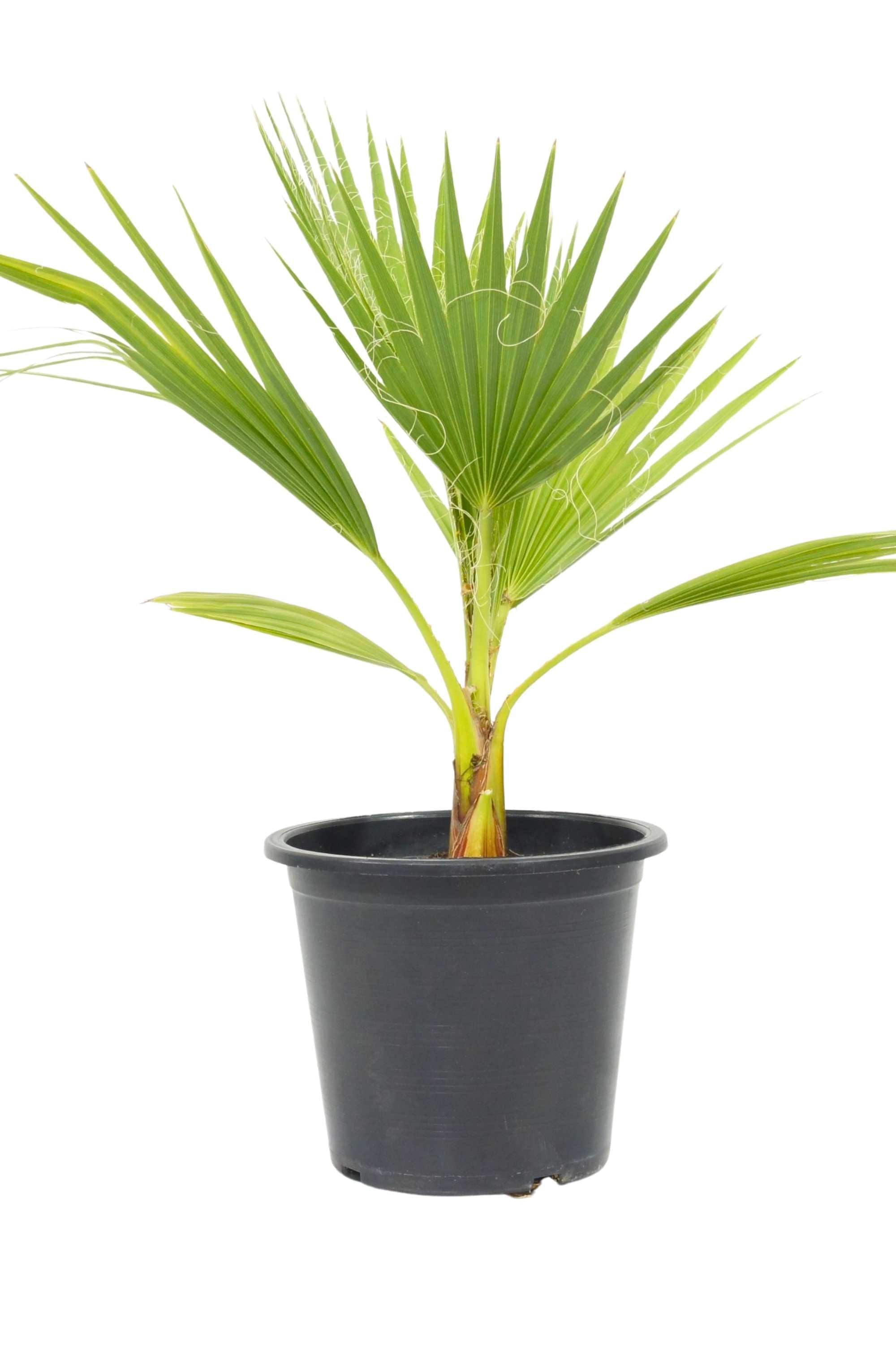 Outdoor Plant 40 cm Clear Trunk Washingtonia robusta Washingtonia robusta