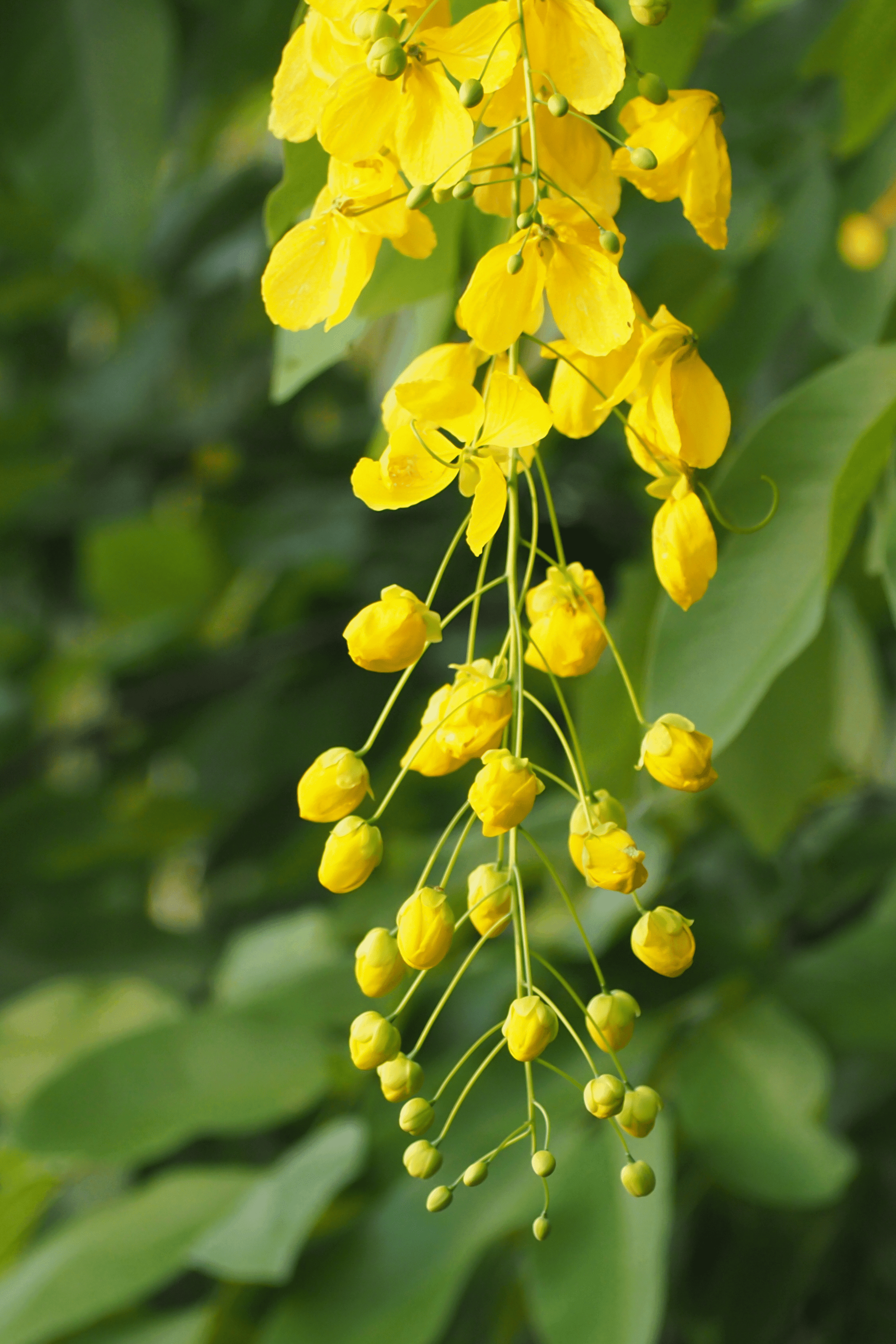 Outdoor Plant 5 Meter / 70 - 90 mm Cassia fistula Cassia fistula