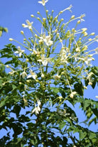 Outdoor Plant 5 Meter Millingtonia hortensis Millingtonia hortensis