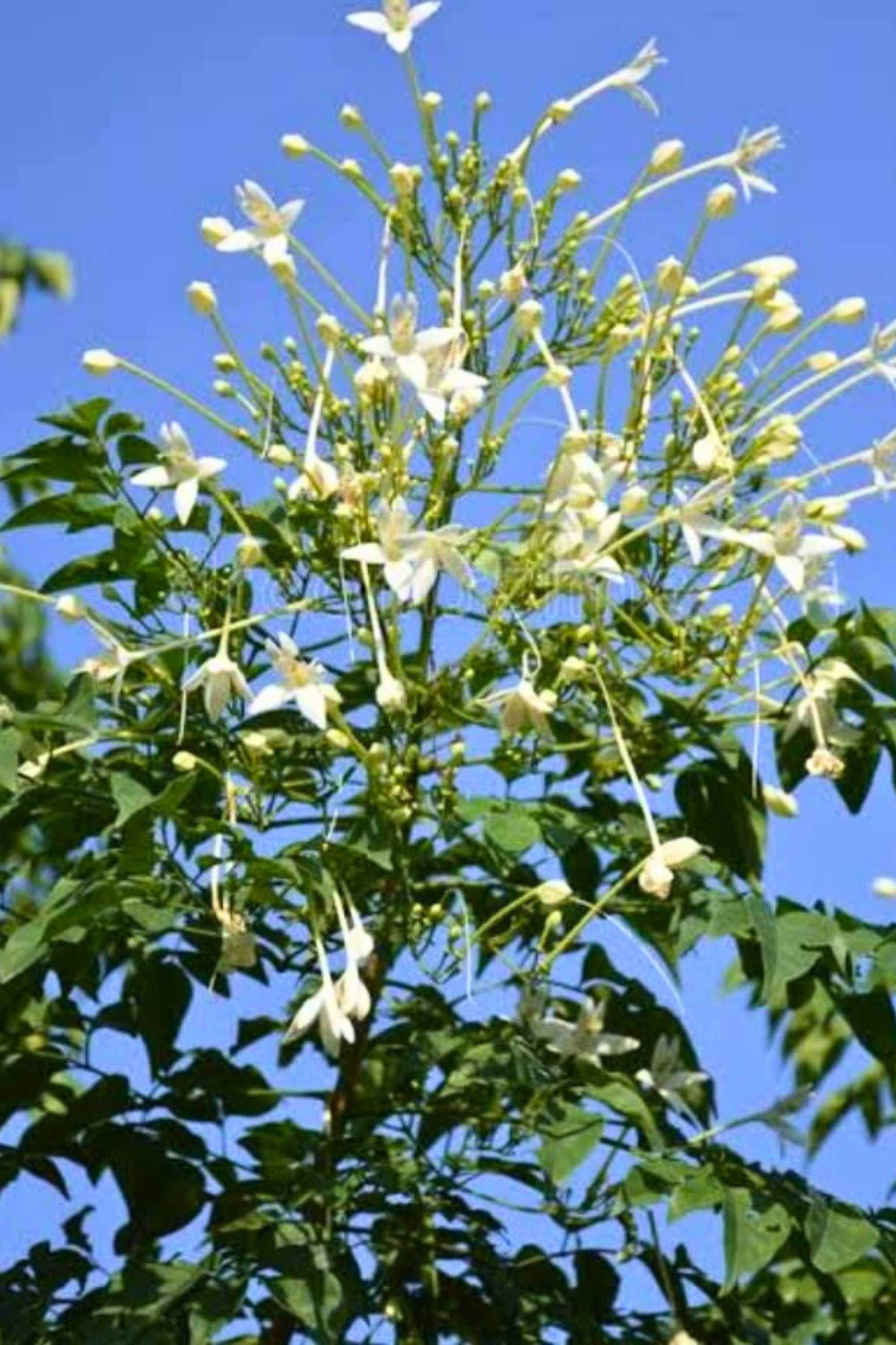 Outdoor Plant 5 Meter Millingtonia hortensis Millingtonia hortensis