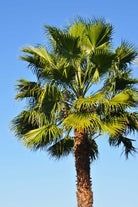 Outdoor Plant 5 mtr Washingtonia robusta Washingtonia robusta