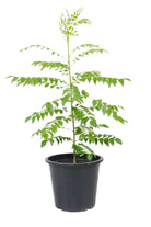 Outdoor Plant 50-60 cm Murraya koenigii Murraya koenigii