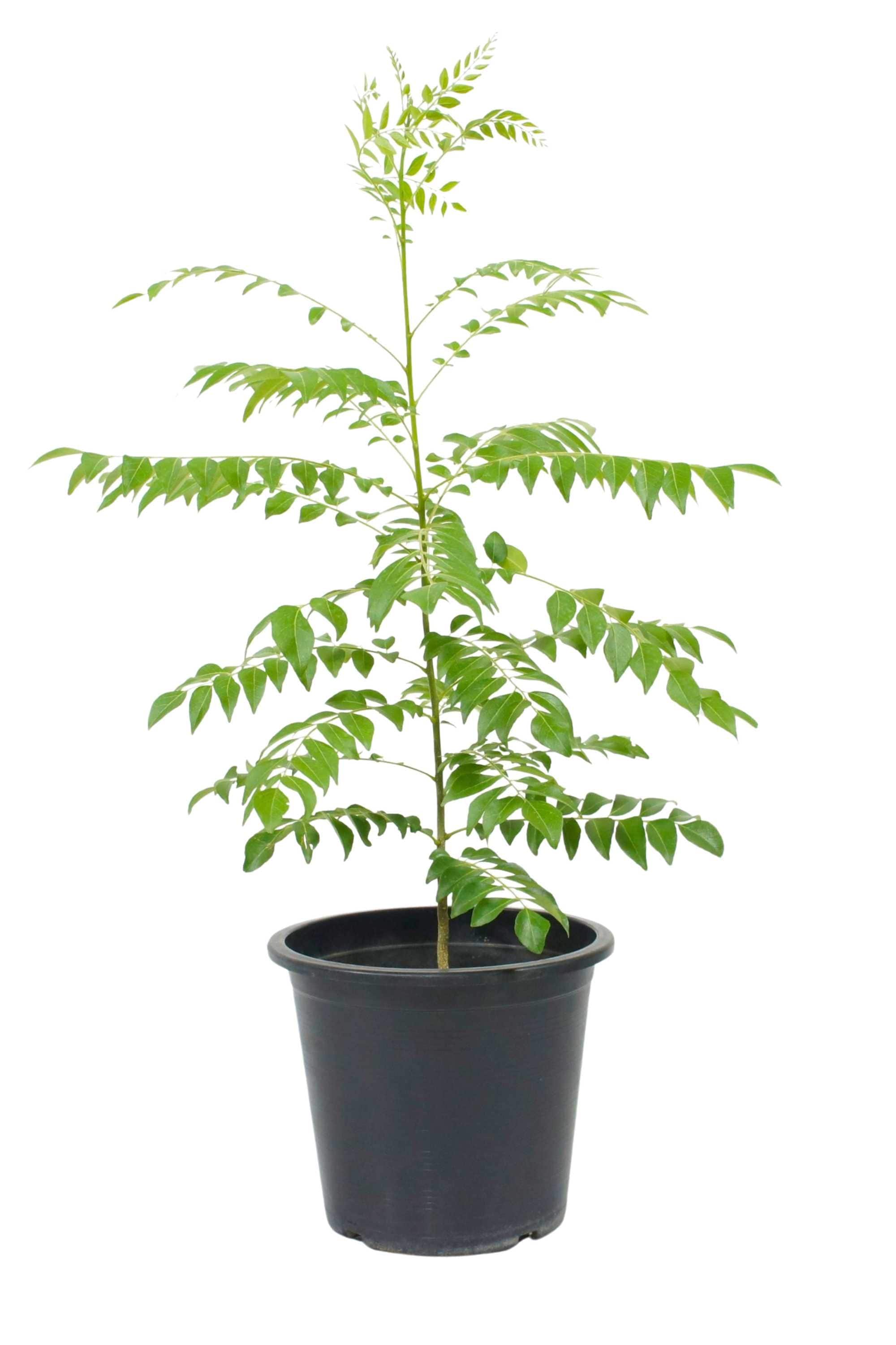 Outdoor Plant 50-60 cm Murraya koenigii Murraya koenigii